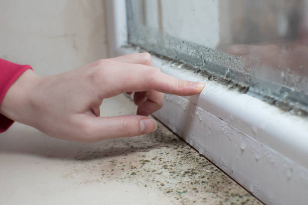 Best Basement Mold Removal  in Coventry Lake, CT
